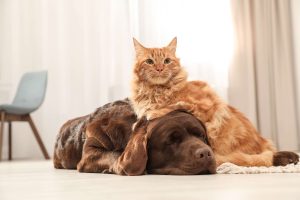 A cat and dog together on floor indoors
